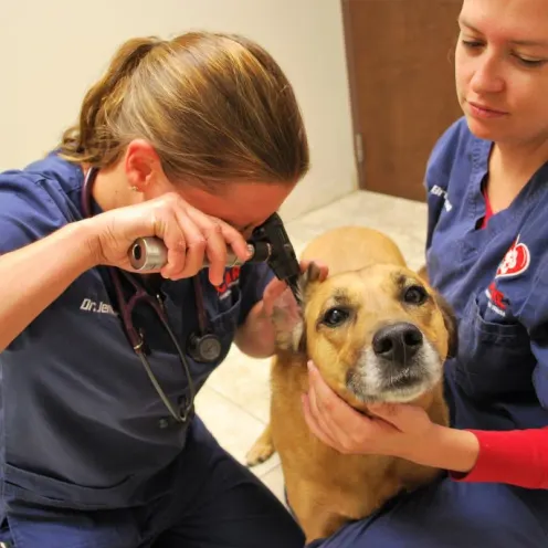 Animal Care Center of Polaris staff examining dog's ear